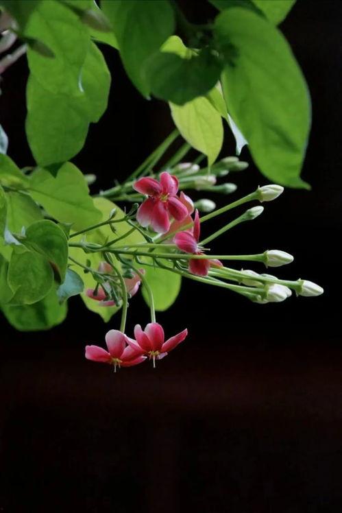 须月结子在线视频,揭秘在线视频中的神秘世界