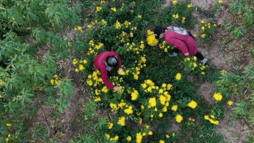 往菊花里灌水在线视频