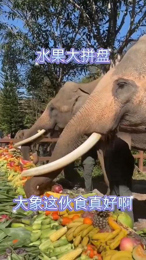 大象福利在线视频,揭秘动物福利在线视频中的温馨瞬间