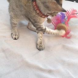 国产猫咪永久在线视频